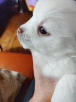 Angel, a female Pomeranian for sale in Justin, TX – Photo 5 of 6