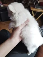 Angel, a female Pomeranian for sale in Justin, TX – Photo 2 of 6