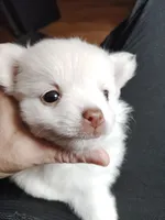 Angel, a female Pomeranian for sale in Justin, TX – Photo 1 of 6