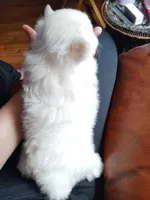 Angel, a female Pomeranian for sale in Justin, TX – Photo 4 of 6