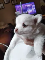 Angel, a female Pomeranian for sale in Justin, TX – Photo 6 of 6