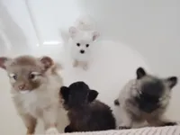 BlackBerry , a female Pomeranian for sale in Justin, TX – 2 of 4