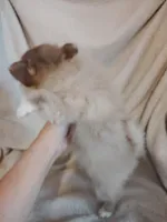 Sandie, a female Pomeranian for sale in Justin, TX – Photo 2 of 7