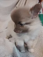 Sandie, a female Pomeranian for sale in Justin, TX – Photo 3 of 7