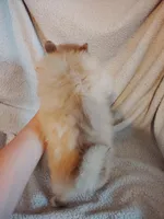 Sandie, a female Pomeranian for sale in Justin, TX – Photo 6 of 7