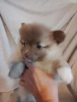 Sandie, a female Pomeranian for sale in Justin, TX – Photo 5 of 7