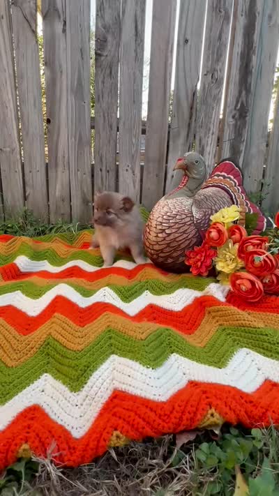 Caramel, a male Pomeranian for sale in Justin, TX – 5 of 5