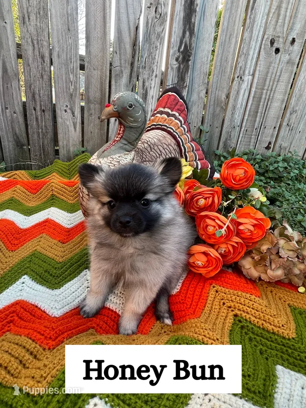 Honey bun – Pomeranian puppy for sale in Justin, TX