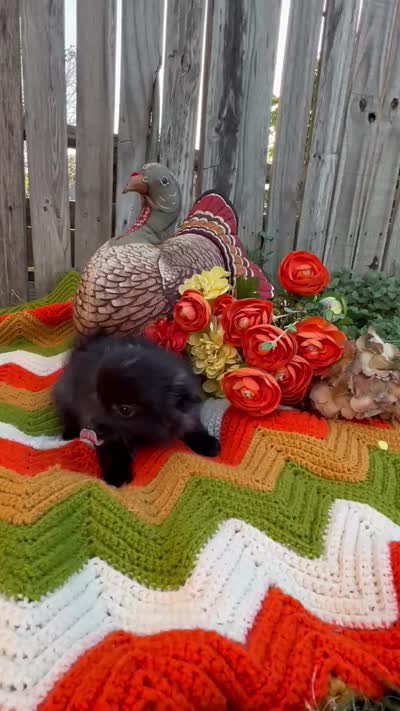 BlackBerry , a female Pomeranian for sale in Justin, TX – 4 of 4