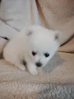 Fiesty, a female Pomeranian for sale in Justin, TX – Photo 5 of 5