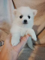 Fiesty, a female Pomeranian for sale in Justin, TX – Photo 3 of 5