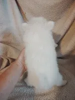 Fiesty, a female Pomeranian for sale in Justin, TX – Photo 4 of 5