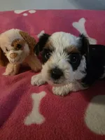 TRIXIE, a female Yorkshire Terrier for sale in Grundy Center, IA – 1 of 4