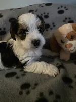 TUCKER, a male Yorkshire Terrier for sale in Grundy Center, IA – 2 of 6