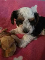 TRIXIE, a female Yorkshire Terrier for sale in Grundy Center, IA – 2 of 6
