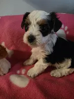 TRIXIE, a female Yorkshire Terrier for sale in Grundy Center, IA – 4 of 4