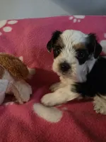 TRIXIE, a female Yorkshire Terrier for sale in Grundy Center, IA – 2 of 4