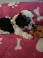 TRIXIE, a female Yorkshire Terrier for sale in Grundy Center, IA – 3 of 6