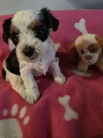 TRIXIE, a female Yorkshire Terrier for sale in Grundy Center, IA – 3 of 4