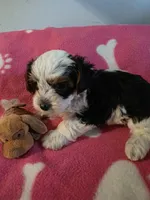 TRIXIE, a female Yorkshire Terrier for sale in Grundy Center, IA – 4 of 6