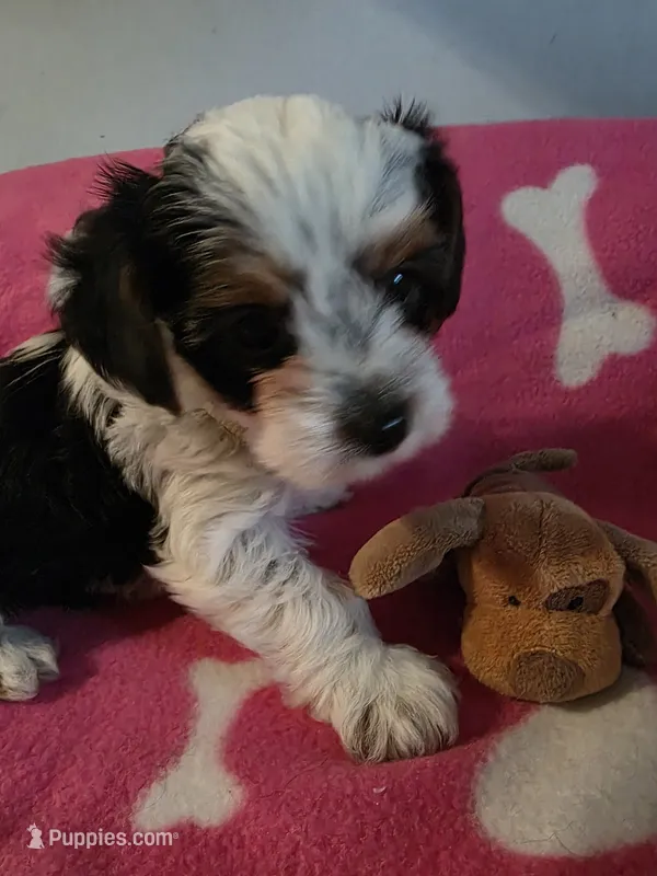 TRIXIE – Yorkshire Terrier puppy for sale in Grundy Center, IA