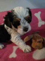 TRIXIE, a female Yorkshire Terrier for sale in Grundy Center, IA – 1 of 6