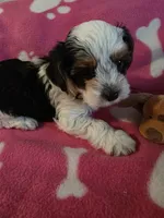 TRIXIE, a female Yorkshire Terrier for sale in Grundy Center, IA – 5 of 6