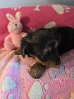 TRIXIE, a female Yorkshire Terrier for sale in Grundy Center, IA – Photo 6 of 10
