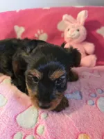 TRIXIE, a female Yorkshire Terrier for sale in Grundy Center, IA – Photo 9 of 10