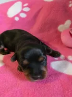 TRIXIE, a female Yorkshire Terrier for sale in Grundy Center, IA – Photo 3 of 6