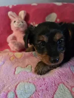 TRIXIE, a female Yorkshire Terrier for sale in Grundy Center, IA – Photo 4 of 10