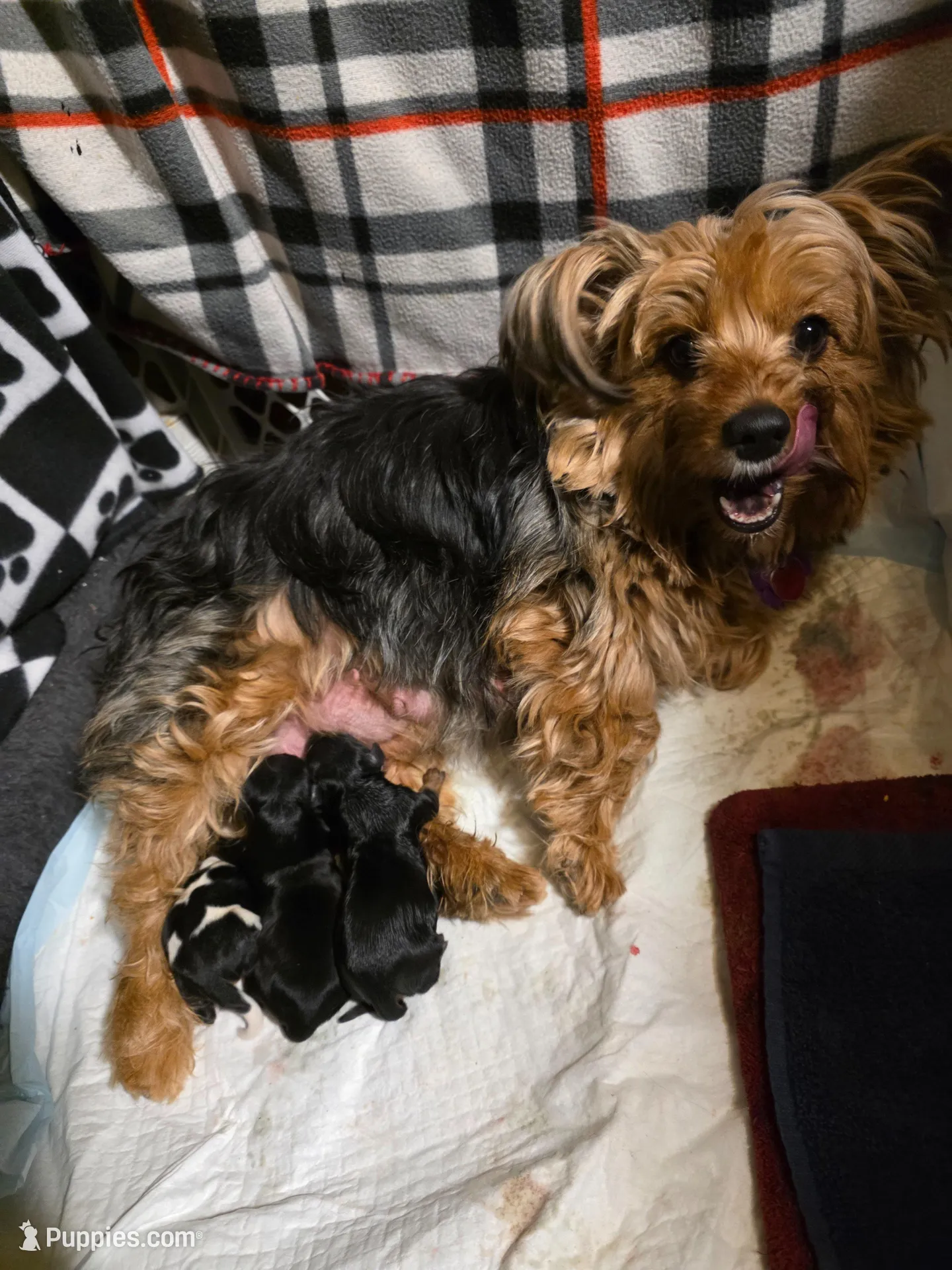 TRIXIE, a female Yorkshire Terrier for sale in Grundy Center, IA – Photo 10 of 10