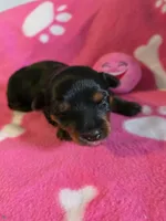TRIXIE, a female Yorkshire Terrier for sale in Grundy Center, IA – Photo 5 of 6