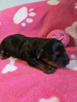 TRIXIE, a female Yorkshire Terrier for sale in Grundy Center, IA – Photo 6 of 6