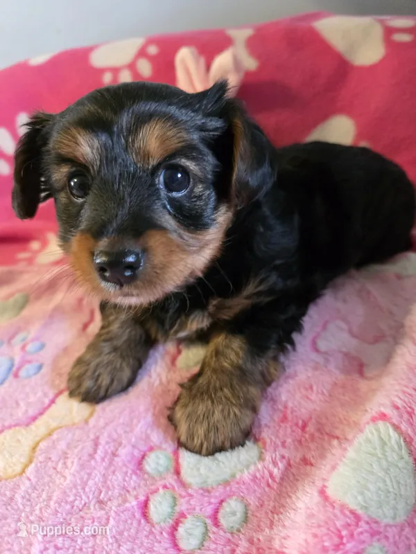 TRIXIE – Yorkshire Terrier puppy for sale in Grundy Center, IA