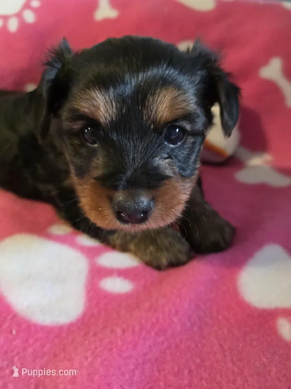 TRIXIE – Yorkshire Terrier puppy for sale in Grundy Center, IA