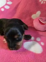 TRIXIE, a female Yorkshire Terrier for sale in Grundy Center, IA – Photo 4 of 6