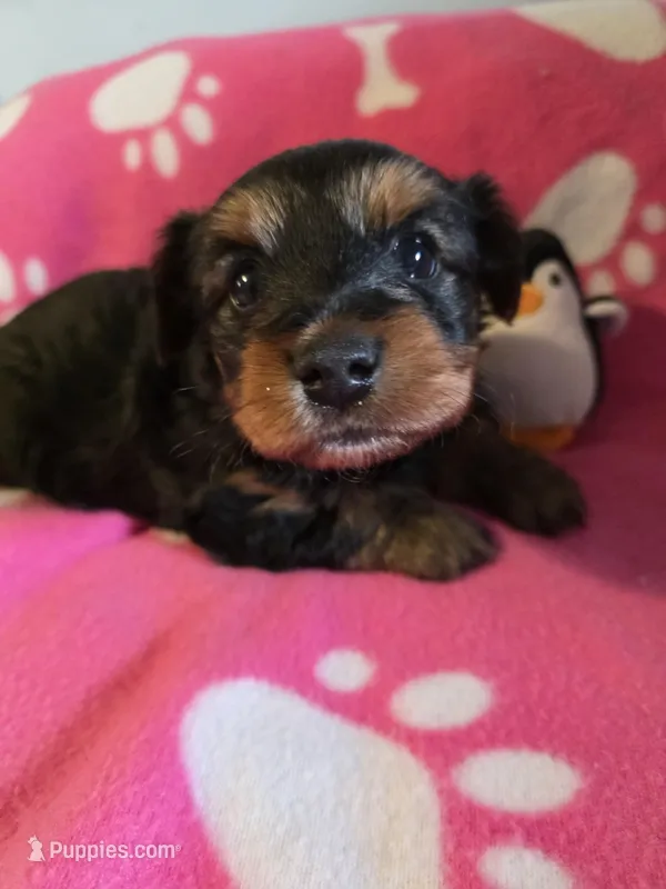 TRIXIE – Yorkshire Terrier puppy for sale in Grundy Center, IA