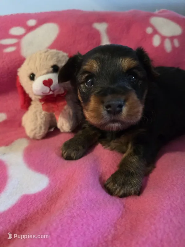 TRIXIE – Yorkshire Terrier puppy for sale in Grundy Center, IA