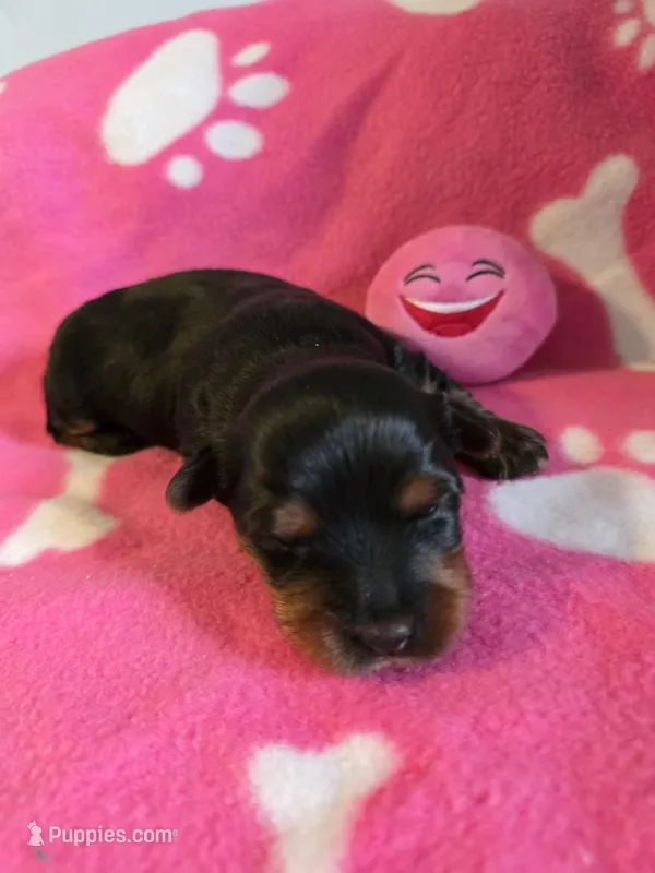 TRIXIE, a female Yorkshire Terrier for sale in Grundy Center, IA – Photo 1 of 6