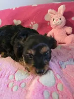 TRIXIE, a female Yorkshire Terrier for sale in Grundy Center, IA – Photo 3 of 10