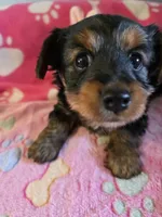 TRIXIE, a female Yorkshire Terrier for sale in Grundy Center, IA – Photo 2 of 10