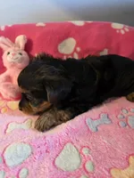TRIXIE, a female Yorkshire Terrier for sale in Grundy Center, IA – Photo 8 of 10
