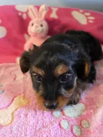 TRIXIE, a female Yorkshire Terrier for sale in Grundy Center, IA – Photo 5 of 10