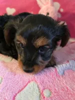 TRIXIE, a female Yorkshire Terrier for sale in Grundy Center, IA – Photo 7 of 10