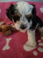 TRIXIE, a female Yorkshire Terrier for sale in Grundy Center, IA – 6 of 6