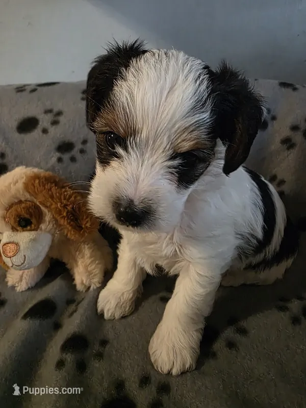 TUCKER – Yorkshire Terrier puppy for sale in Grundy Center, IA