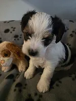 TUCKER, a male Yorkshire Terrier for sale in Grundy Center, IA – 1 of 6