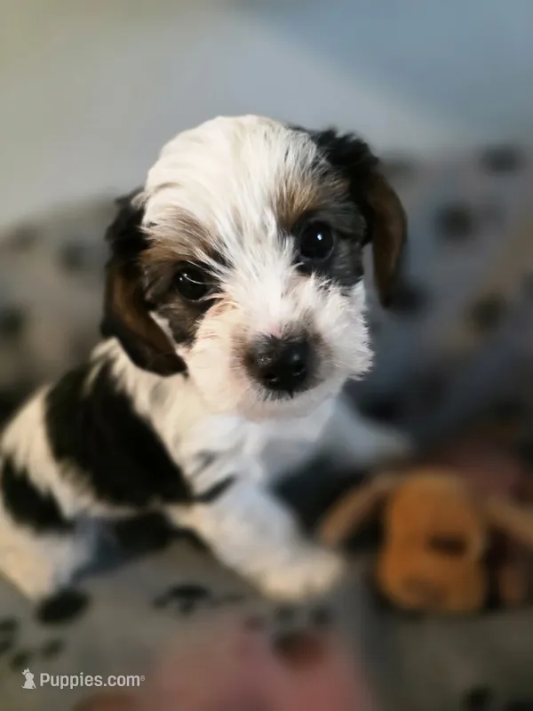 TUCKER – Yorkshire Terrier puppy for sale in Grundy Center, IA