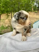 Russle, a male Australian Shepherd for sale in Penn Valley, CA – Photo 5 of 6